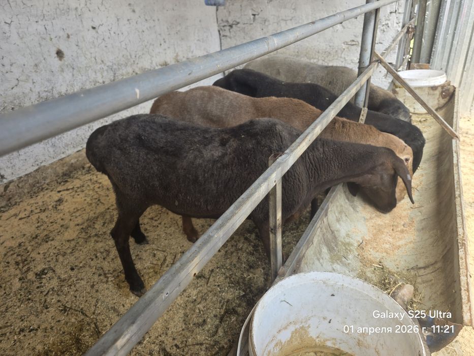 Sovliq qo‘yla 2 ta Куйлар сотилади совлик