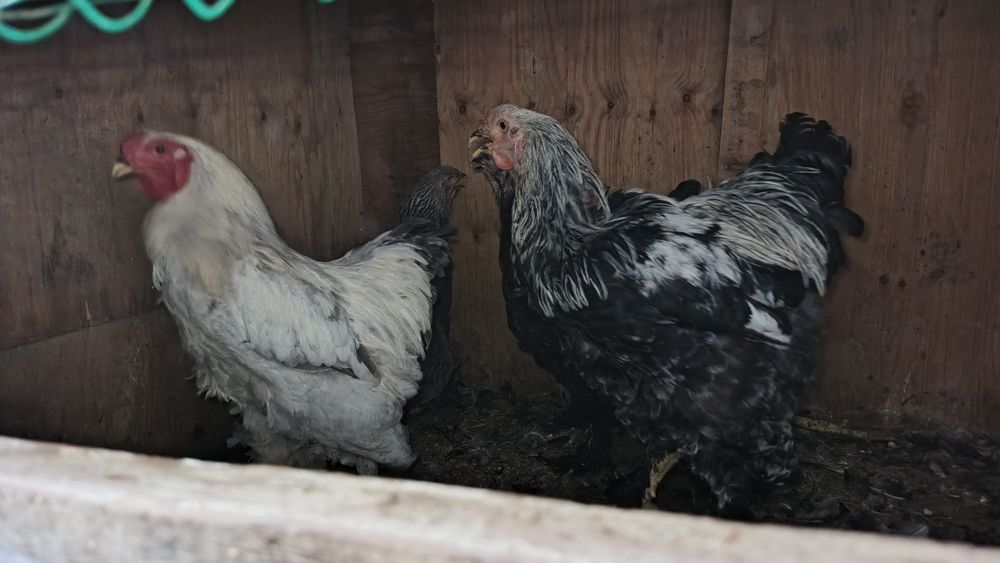 Tovuqla sotiladi narxirini telda gaplawamiz