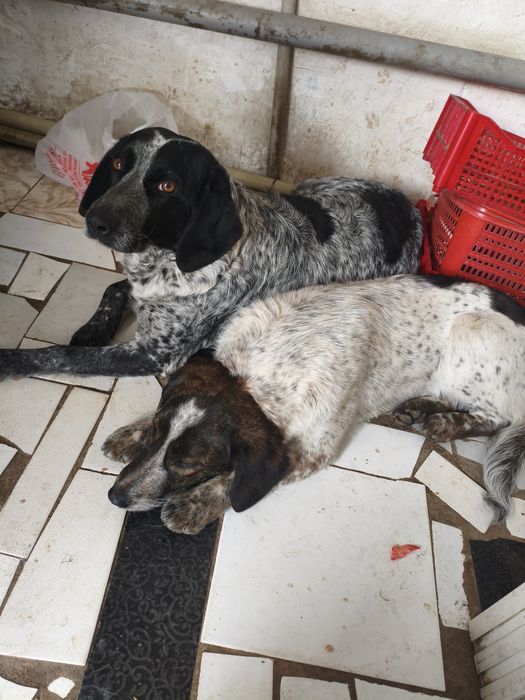 Продаю щенка спариель