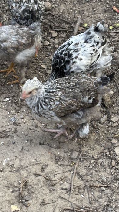 Pui de vânzare 20 lei buc