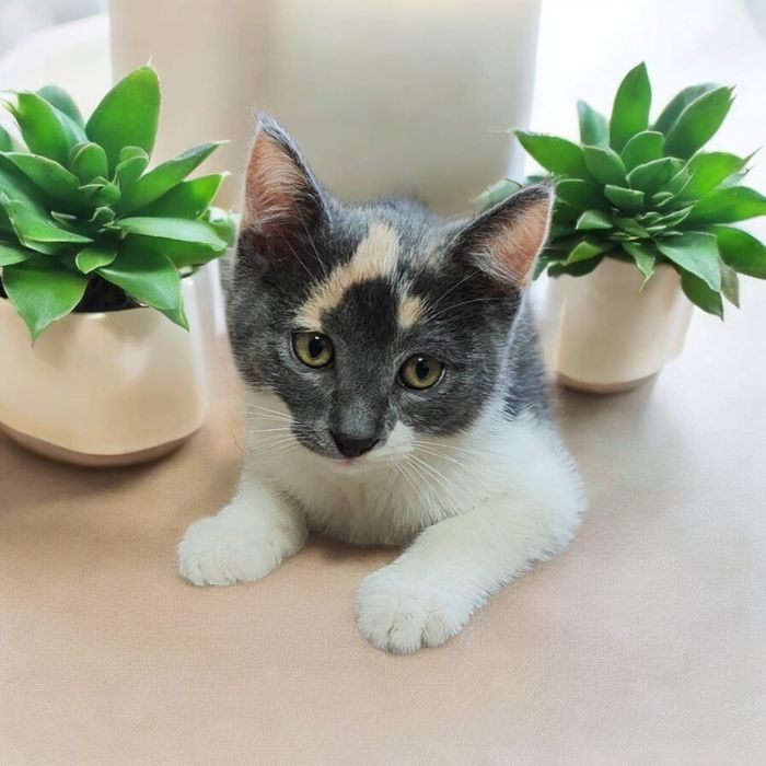 Отдам в добрые руки очаровательное создание