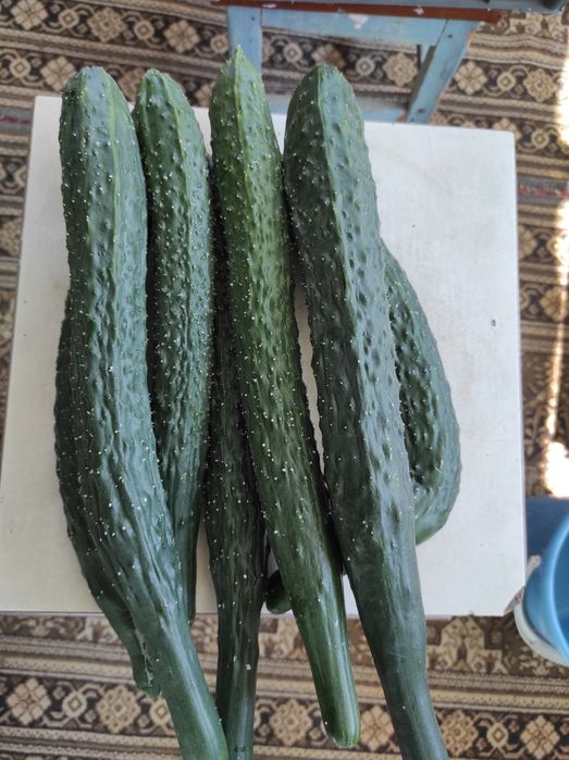 Продам огурцы домашние