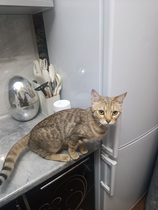 Отдам кошечку в добрые руки