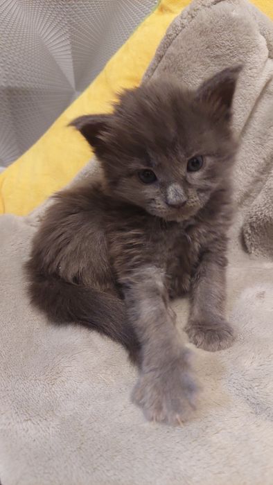 Мальчик Мейн-кун  15 дней