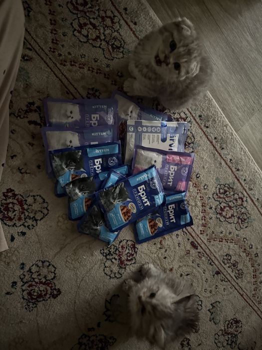 Шотландский котёнок