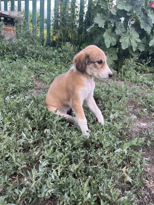 Тазы күшіктері ( щенки тазы)