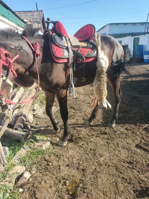 Асаламуалекум. Продам тая