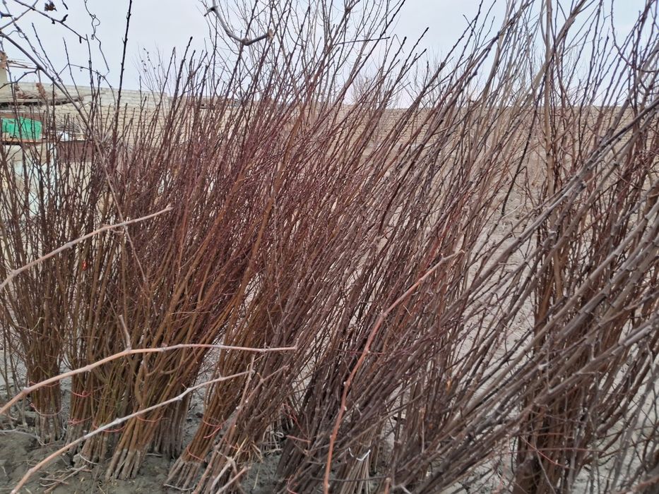 Barcha turdagi ko‘chatlar sotiladi 5000 dan 25000gacha