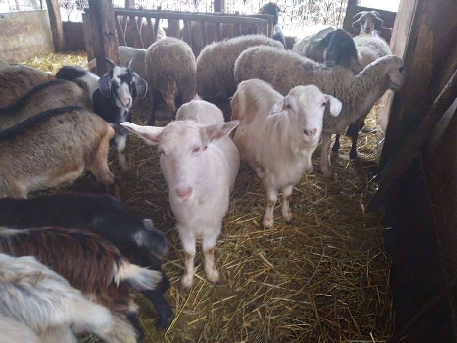 Capre si iede de vânzare