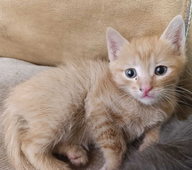 Котята, бесплатно