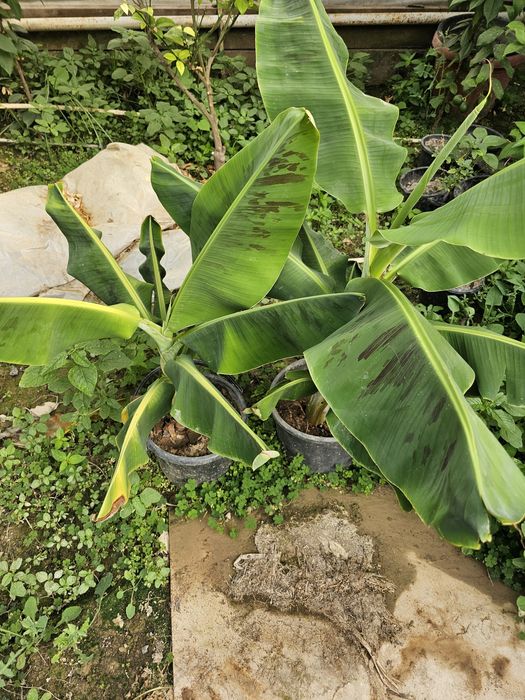 Ута ширин банан кучатлари