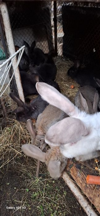 Iepurași de vânzare