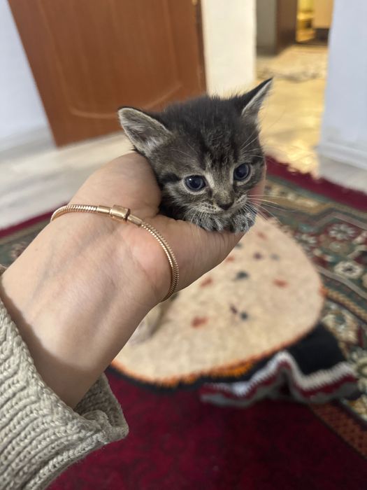 Отдам даром котят 4 шт 1 мальчик 3 девочка