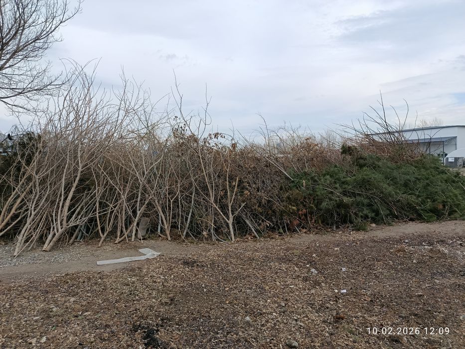 Ўтин сотилади (тут)