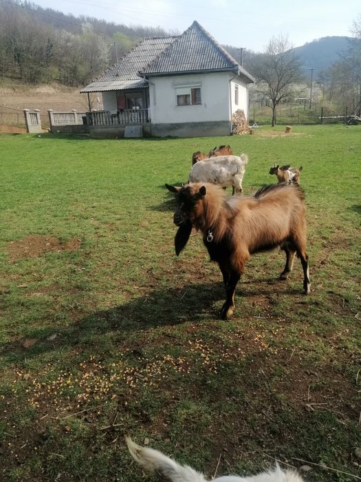 Vând țap alpin francez de doi ani