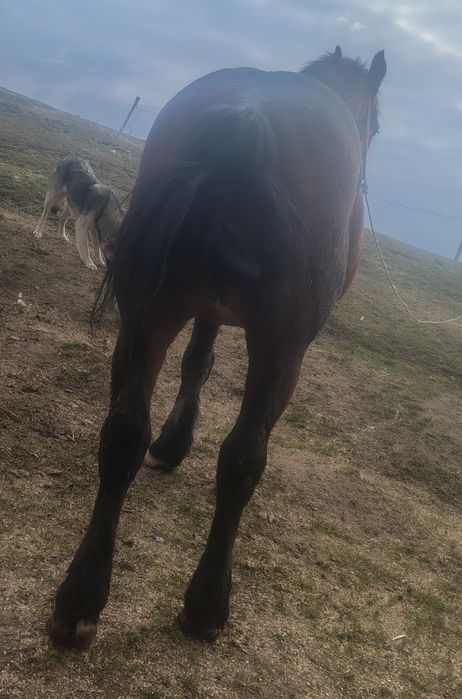 Armăsar de vânzare  pentru mai multe detalii la telefon