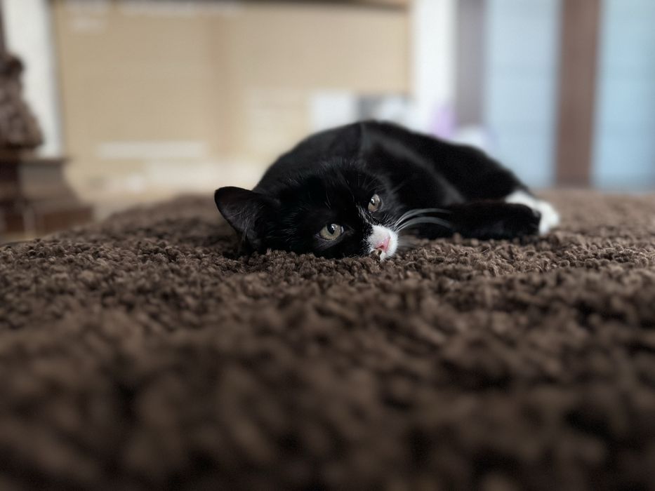 Дарю кошечку.