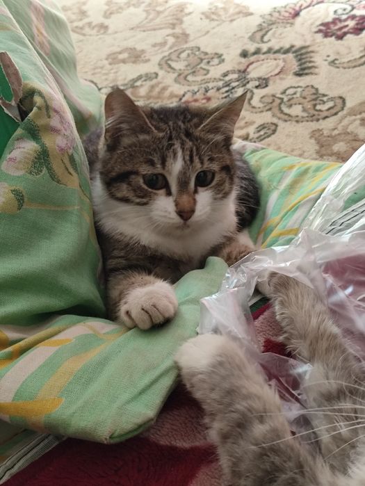 Котёнок в добрые руки