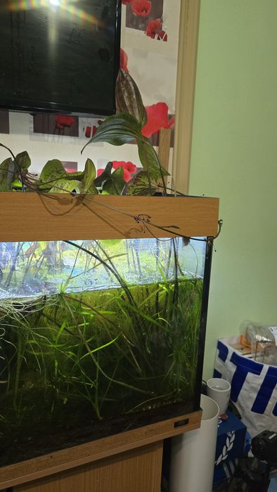 Planta acvariu - creștere rapidă (echinodorus ozelot)