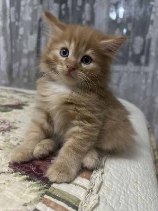 пушыстый, рыжий котенок
