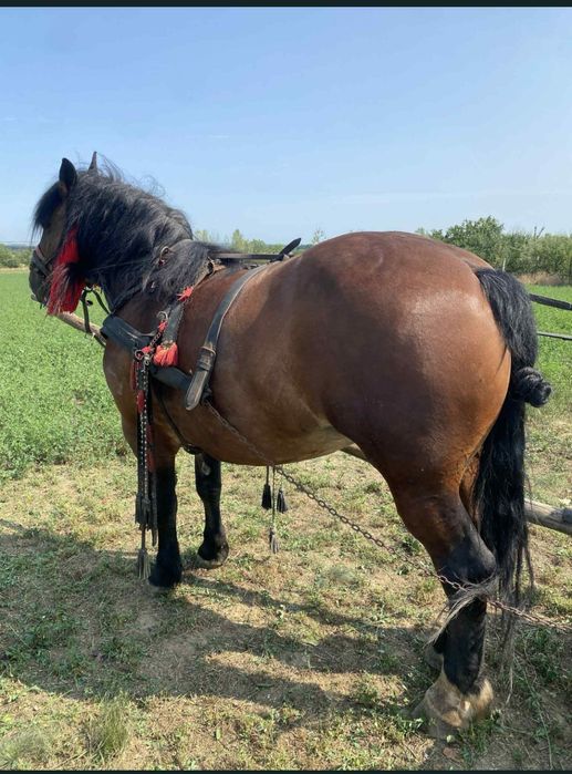 Vând iapa de 5 anii, prețul este negociabil