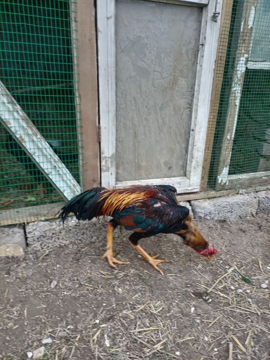 Turk zotli dakan xoroz