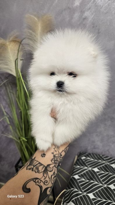 Pomeranian baietel SUPERB!