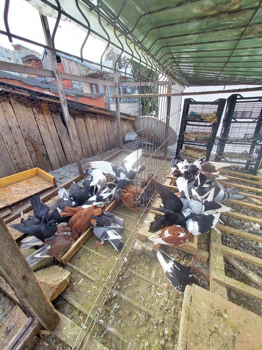 Porumbei Jucatori de Galati