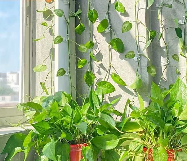 Продавам Сциндапсус – красива падаща зеленина. Налични 4 бр.