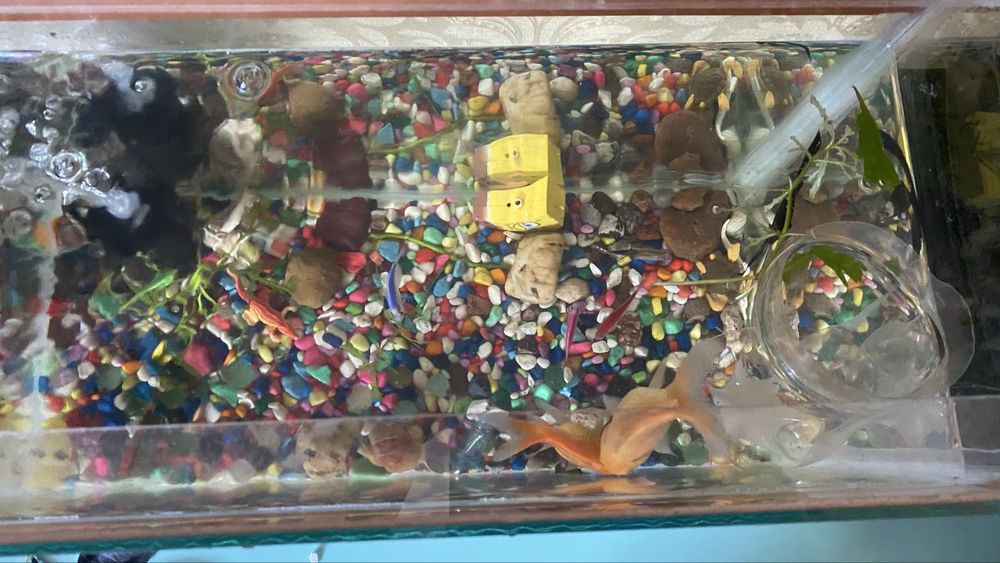 Аквариум на 55 литр