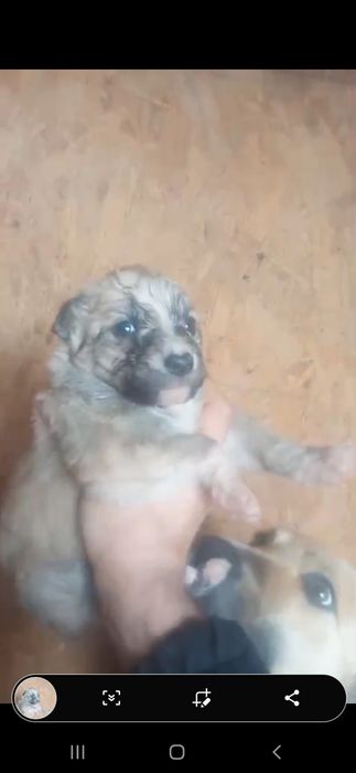 Щенки . 1 месяц.