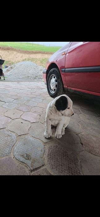 Алабай шатыс ит сатылады собака продается