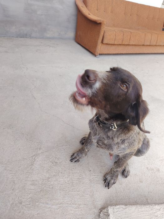 Дратхаар сотилади