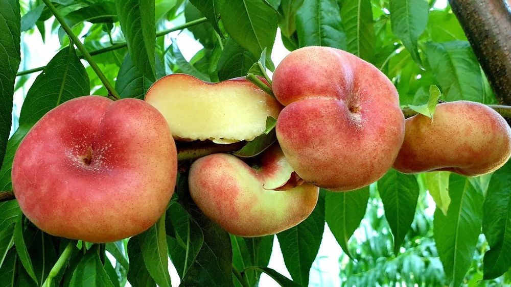 Piersic Plat (Platicarp )