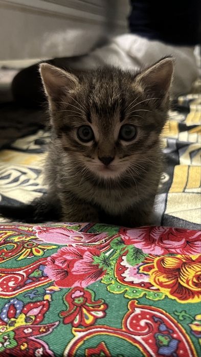 Кошка и Котята продаются!