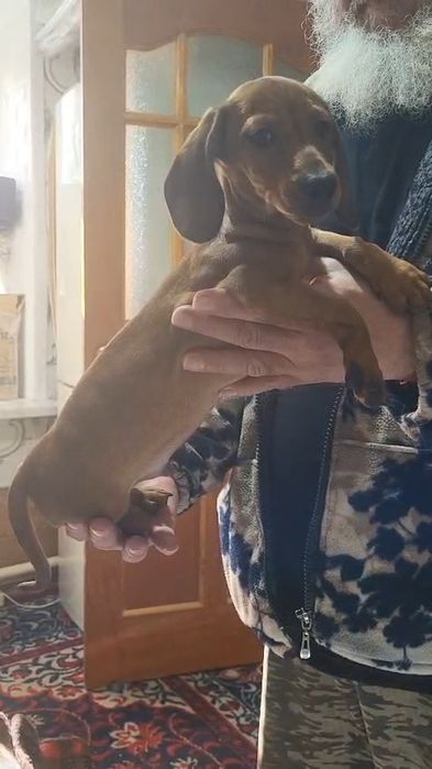 Такса щенки 3 месяца.