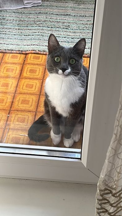 Отдам кота в хорошие руки
