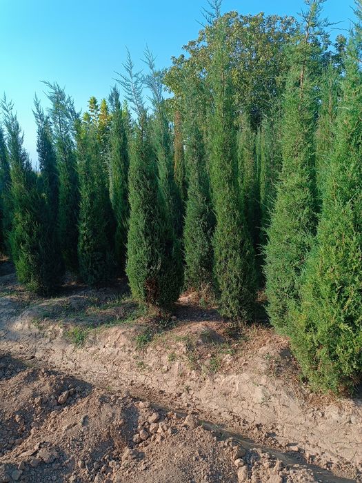 Galuboy kepars hammasi spiral marjavenik pramoy b