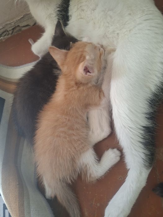 Котята в добрые руки.