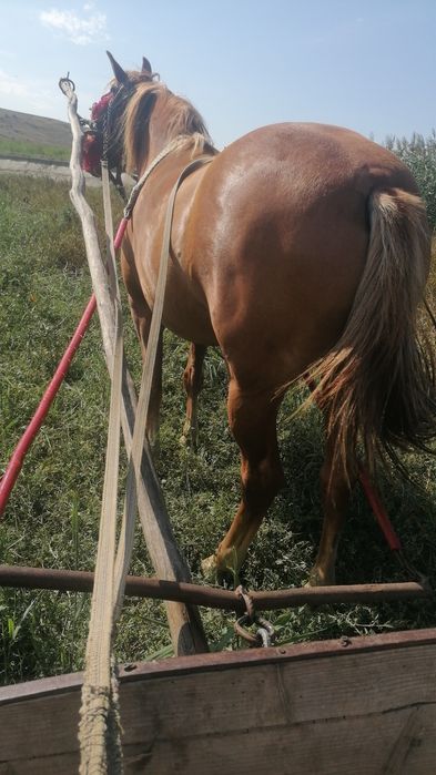 Iapa de vânzare preț negociabil