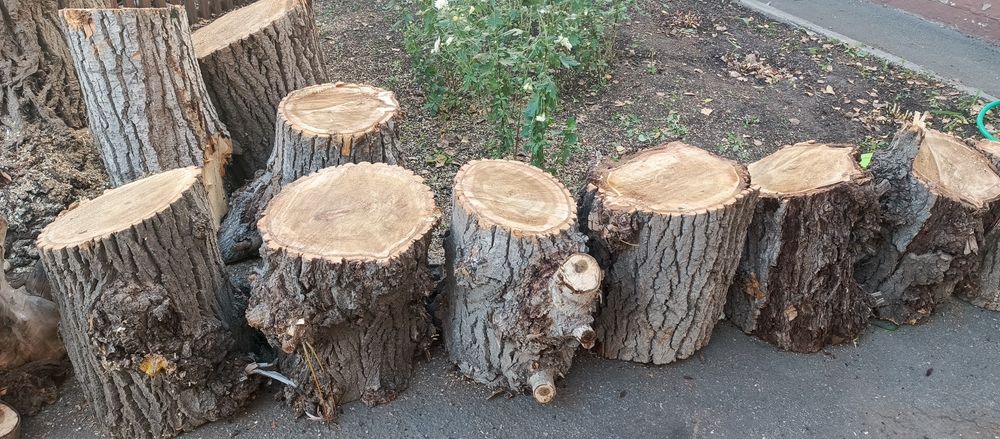 Продам тополиные