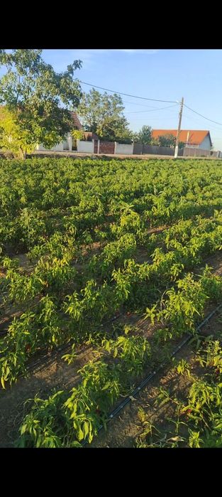 Boia ardei dulce măcinata Producție  proprie