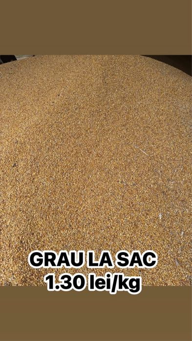 Porumb si grau la sac