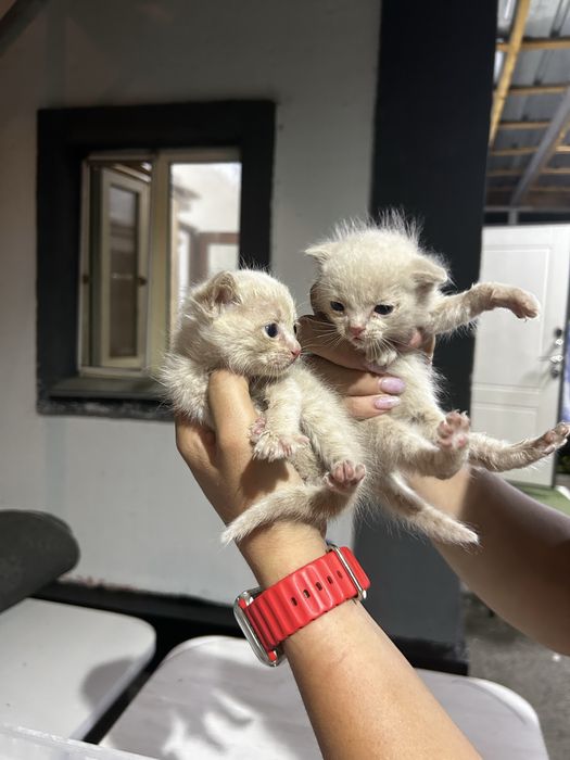 Отдам котят в добрые руки