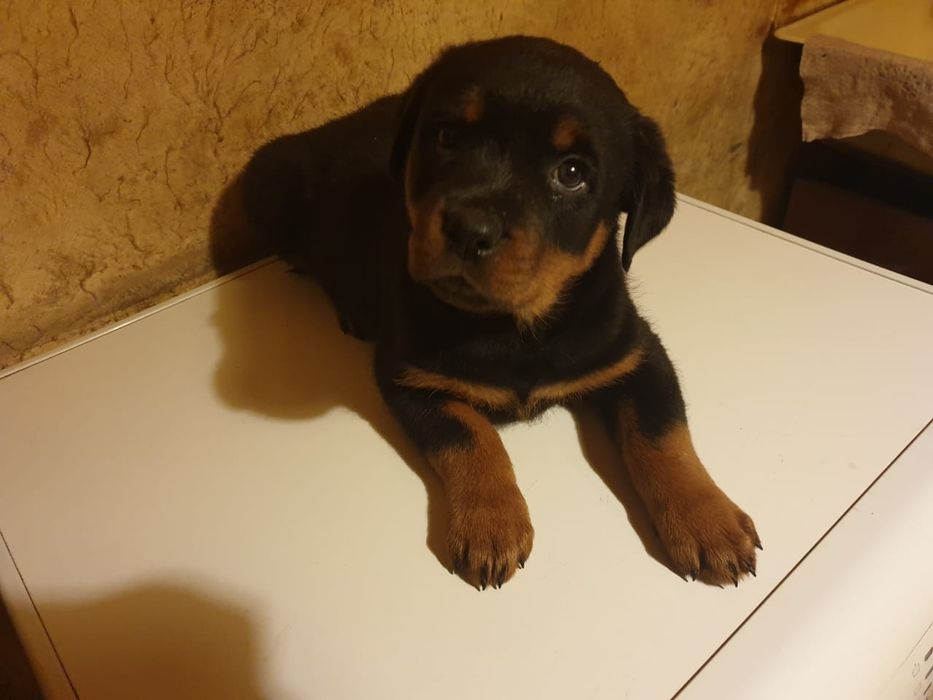 Ротвейлер продам