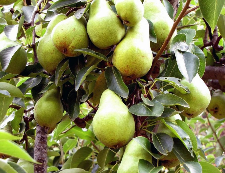 Pomi Fructiferi Stravechi Glia Stramoseasca (Păr )