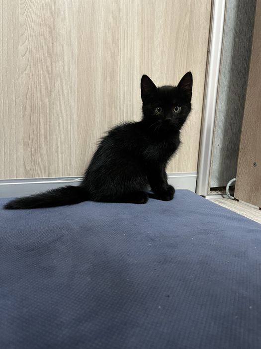 Котёнок девочка