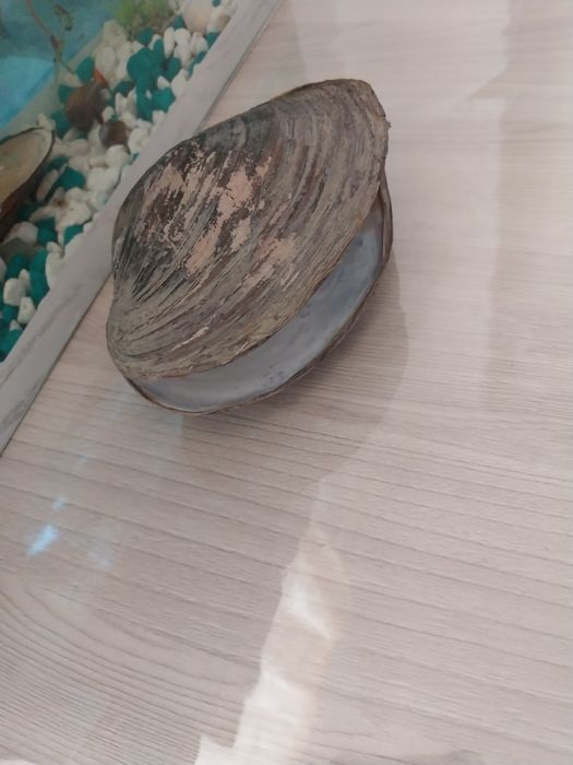 Аквариумные ракушки