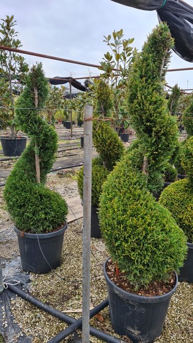 Palmier cycas spirală