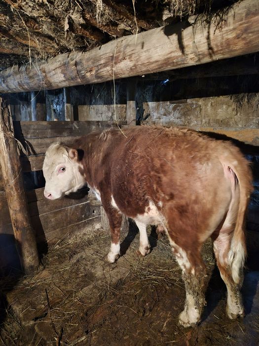 Бука сатамын. Бука сатылады